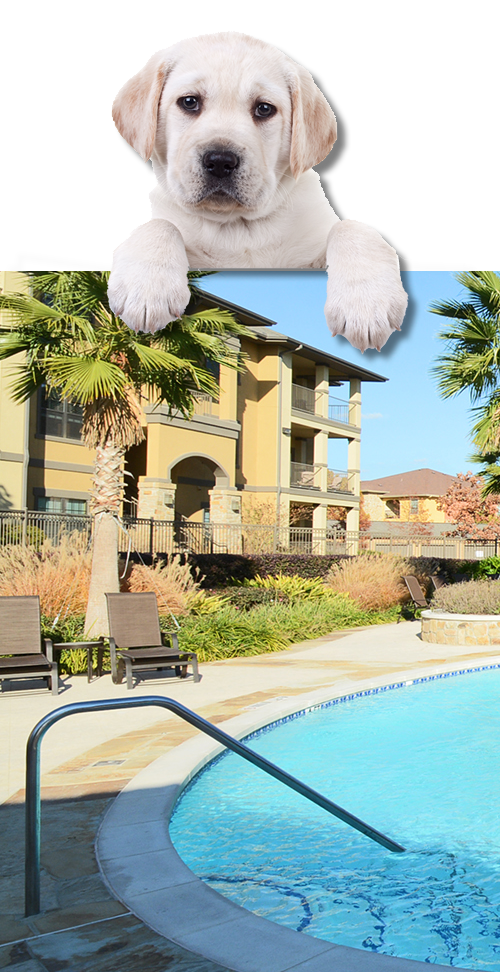 Apartments in San Antonio near Six Flags Fiesta A dog is lounging by a pool at Apartments Near Six Flags Fiesta Texas.